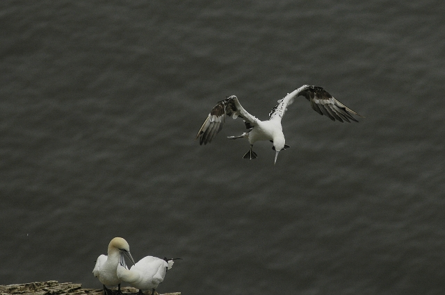 farne islands. bempton cliffs-29.jpg - GANNETS - BEMPTON CLIFFS, YORKS  - 2008